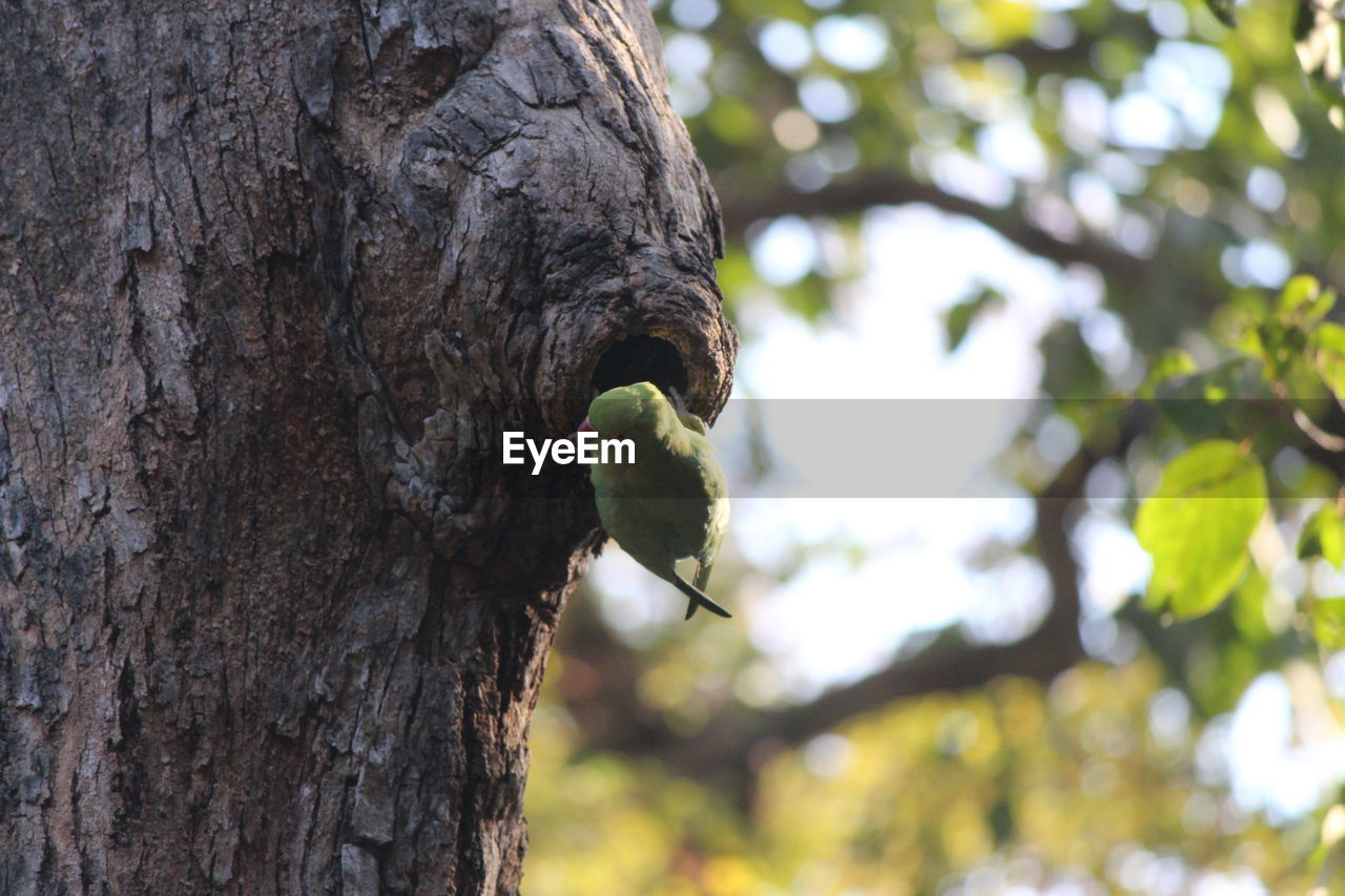 CLOSE-UP OF BIRD PERCHING ON TREE TRUNK