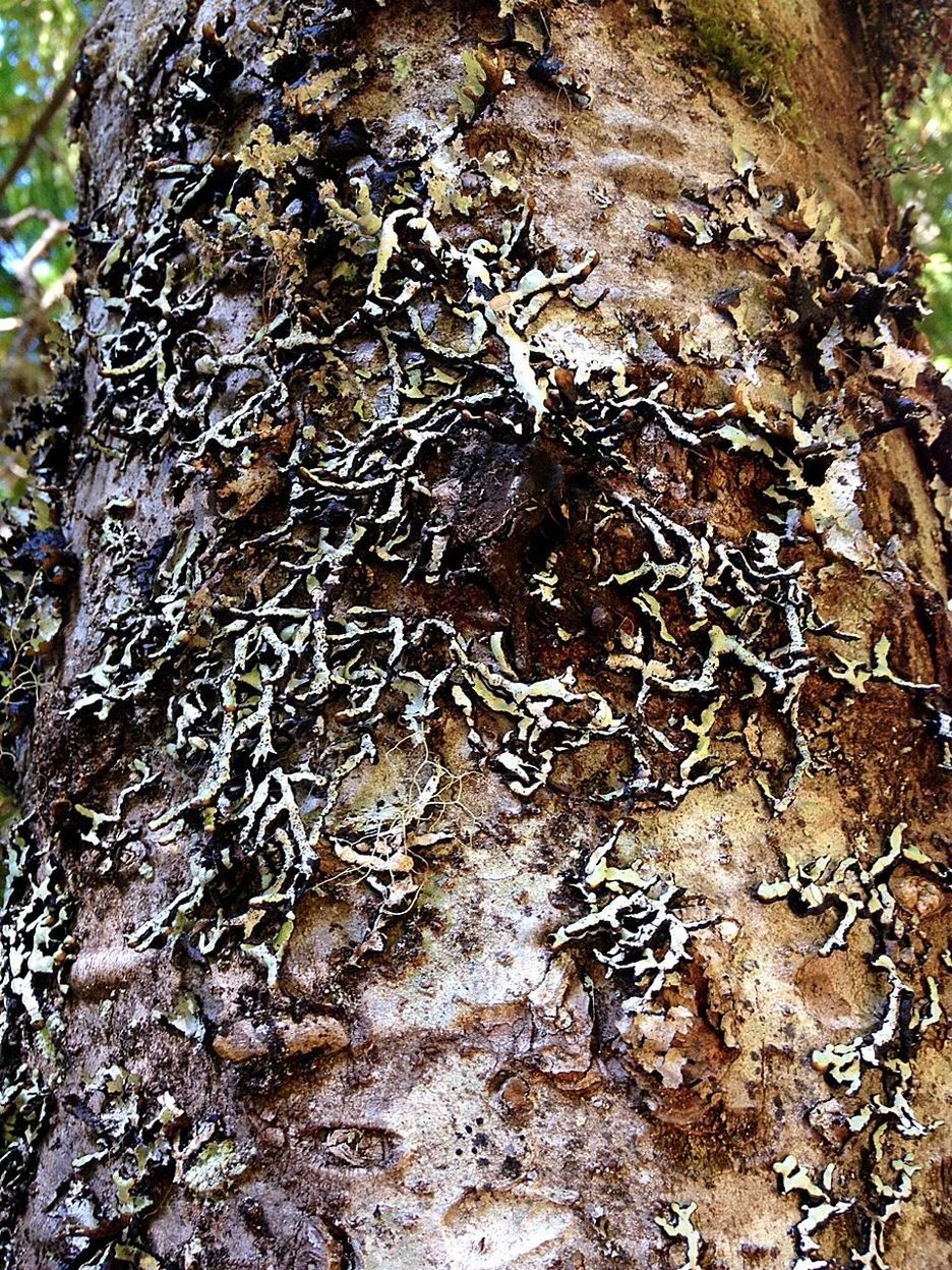 Fungus growth on tree trunk