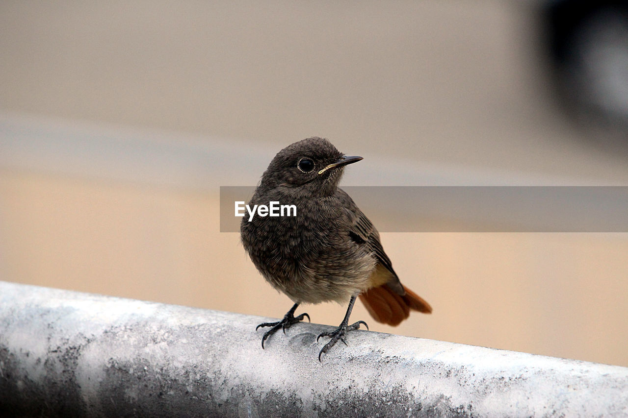 CLOSE-UP OF BIRD PERCHING ON A WALL
