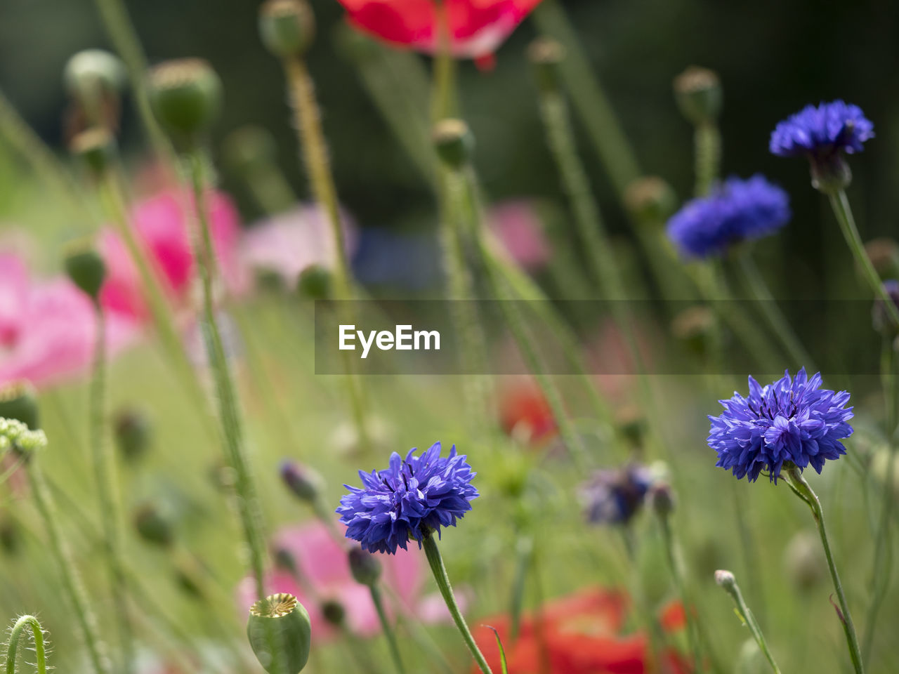 CLOSE-UP OF PURPLE FLOWERING PLANTS