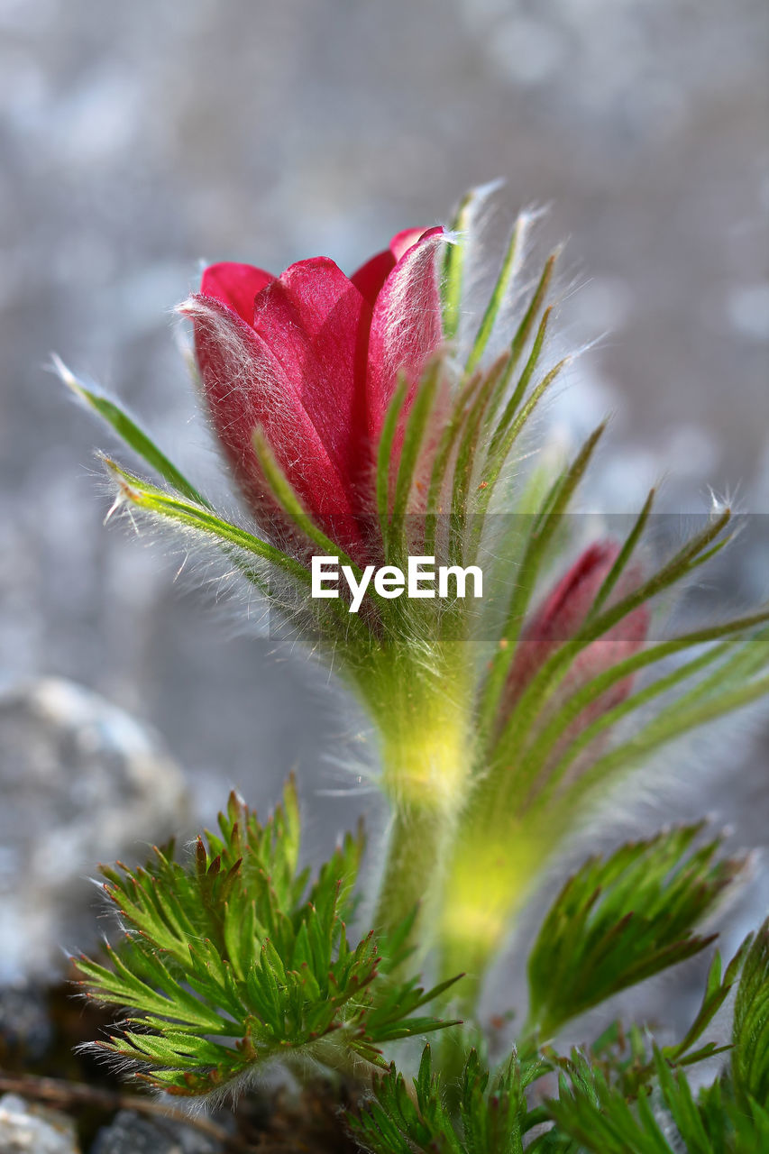 Close-up of red flowering plant