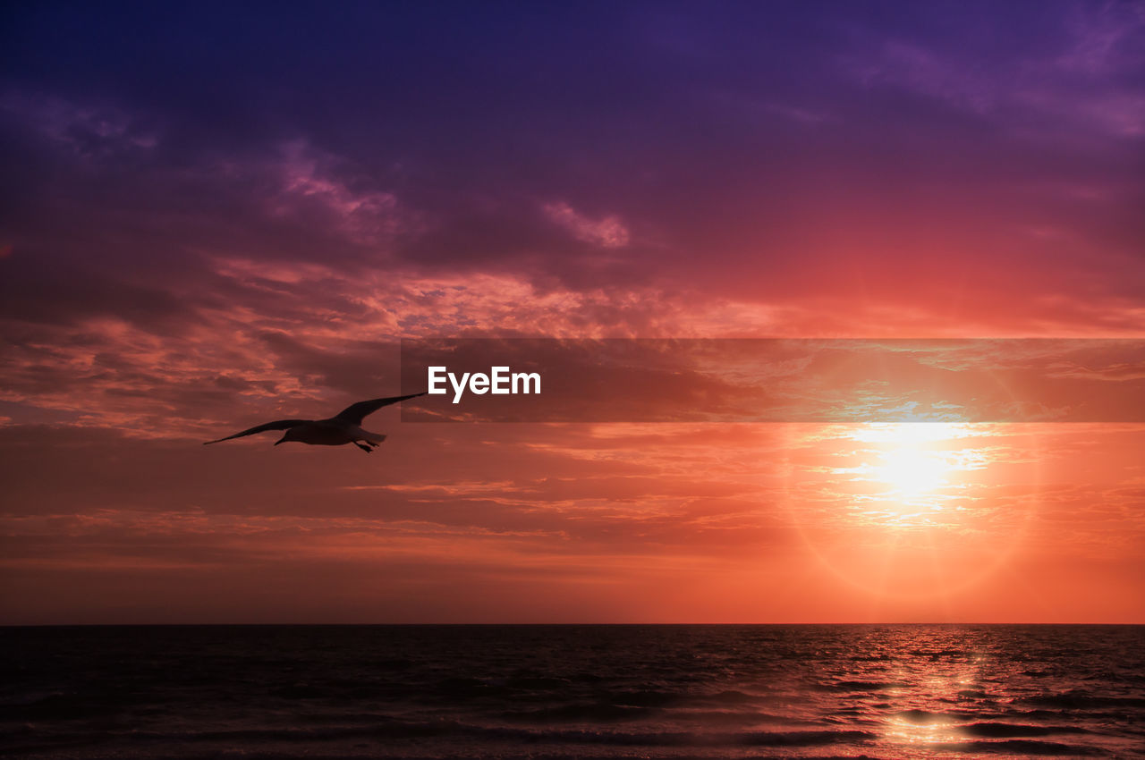 Seagull flying over sea against sky during sunset