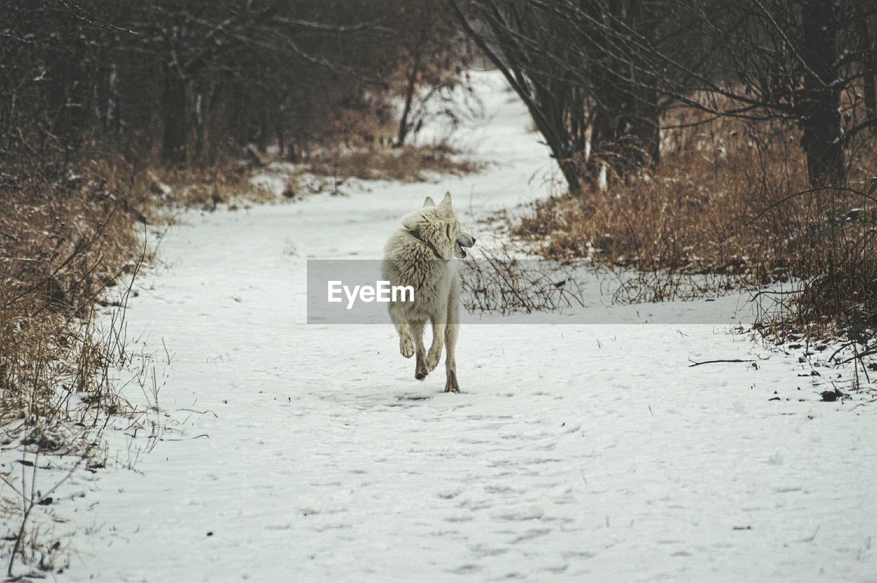 Dog running on snow field during winter