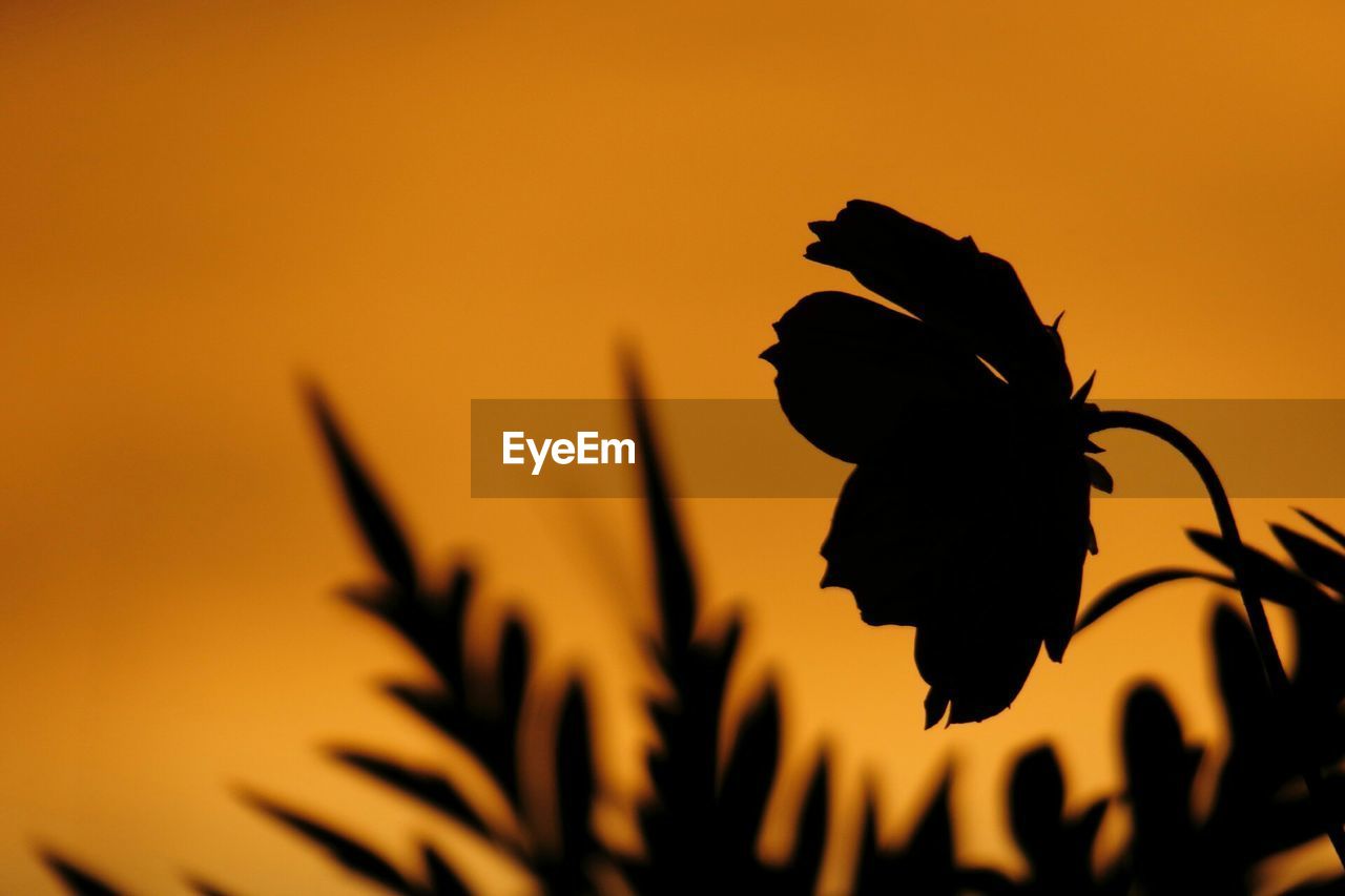 Silhouette of flower blooming against sky during sunset