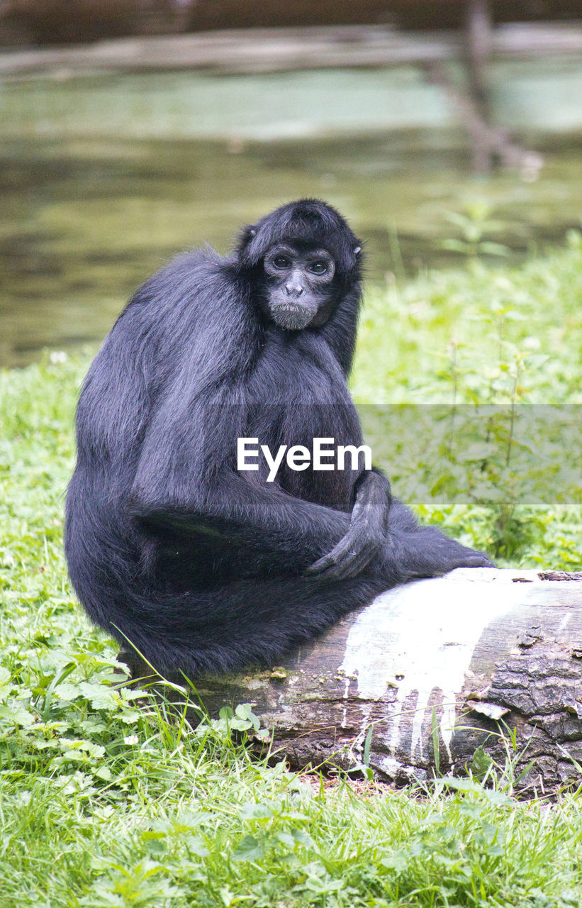 animal themes, animal, primate, mammal, monkey, animal wildlife, ape, one animal, gorilla, wildlife, western gorilla, grass, great ape, zoo, sitting, nature, plant, chimpanzee, no people, portrait, black, relaxation, outdoors, full length, day, common chimpanzee, environment