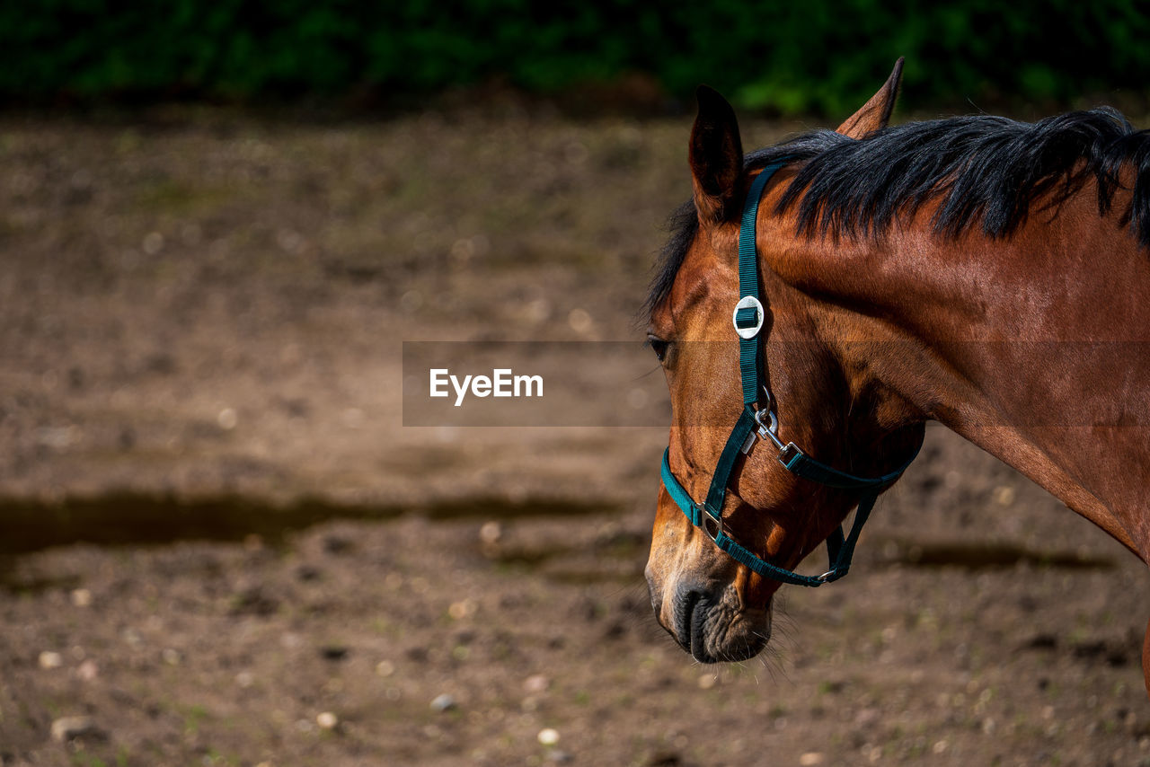 horse, animal, animal themes, mammal, domestic animals, one animal, animal wildlife, livestock, pet, brown, animal body part, mane, stallion, no people, mustang horse, nature, focus on foreground, animal head, land, working animal, halter, herbivorous, close-up, outdoors, day, mare, field, bridle, side view, rein