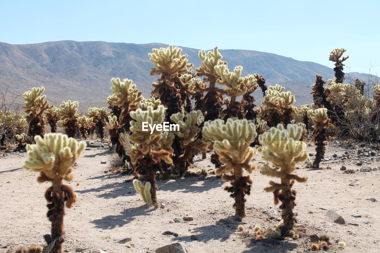 VIEW OF FLOWERING PLANTS
