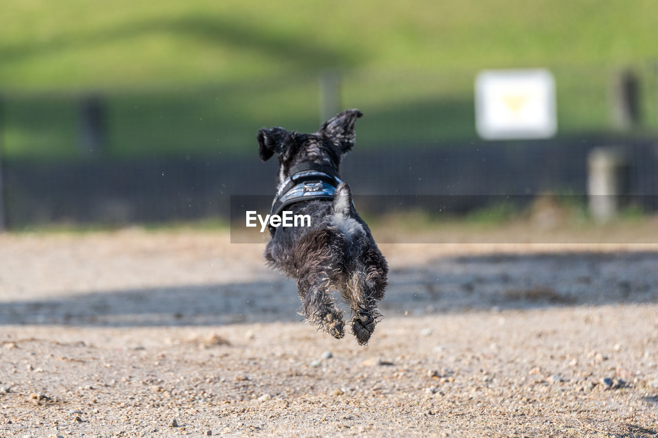 DOGS RUNNING ON FIELD