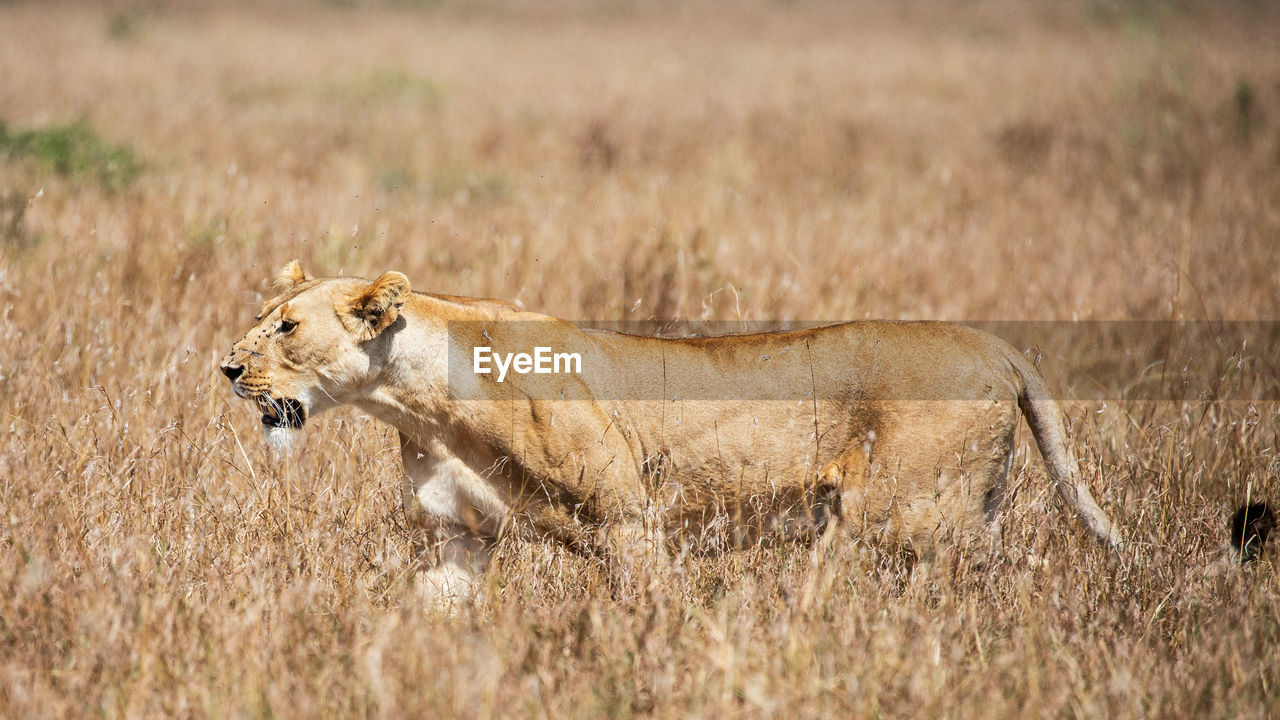 SIDE VIEW OF A CAT IN GRASS