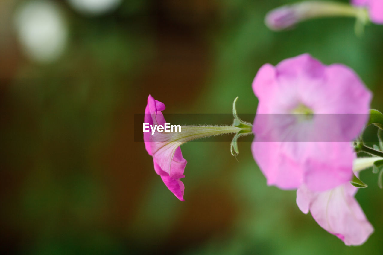 Close-up of pink flowers blooming outdoors