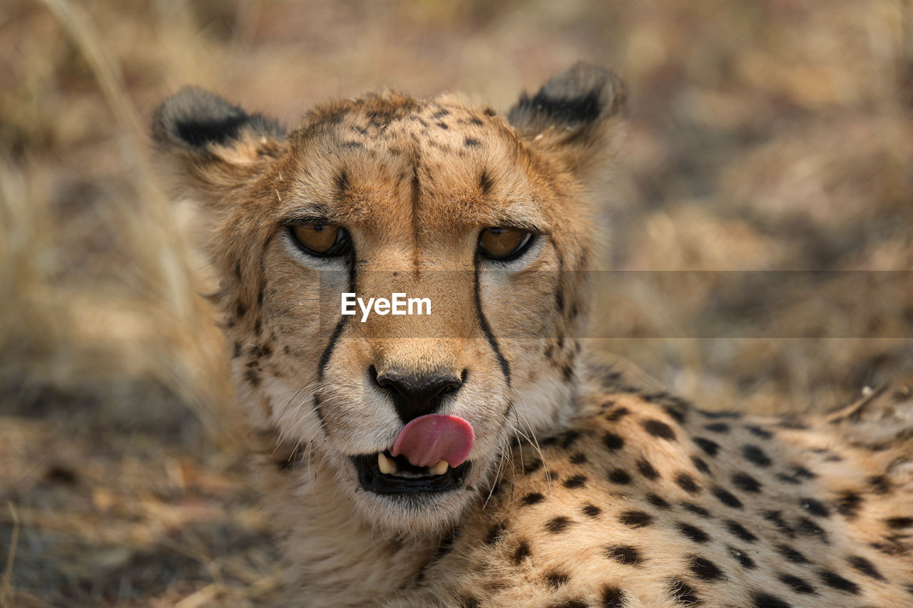 close-up of cheetah on field