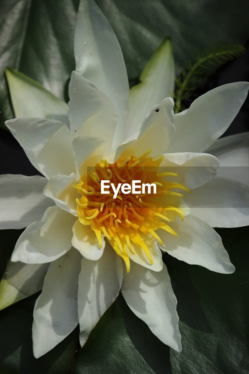 CLOSE-UP OF WHITE ROSE FLOWER