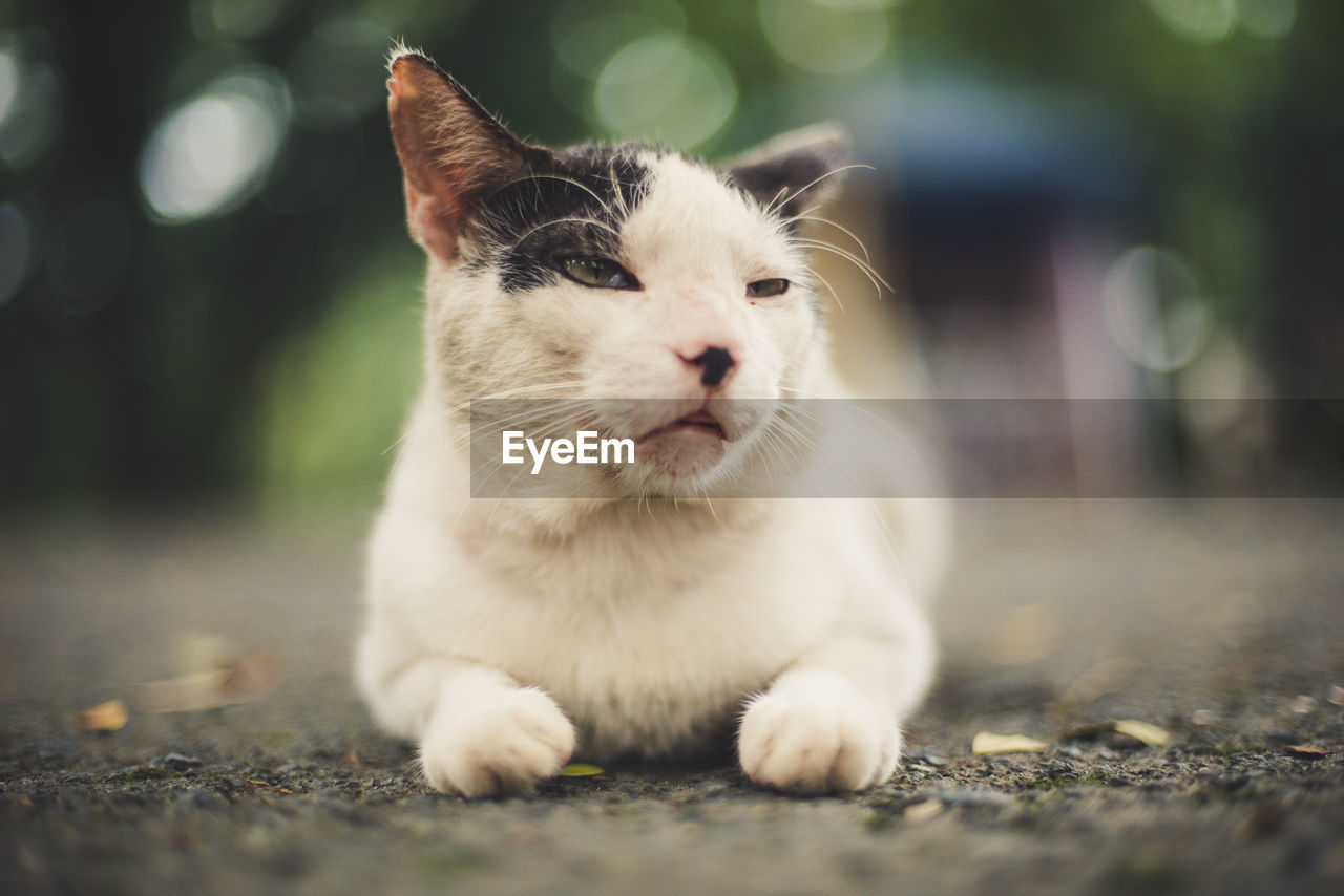 Close-up of cat sitting on street