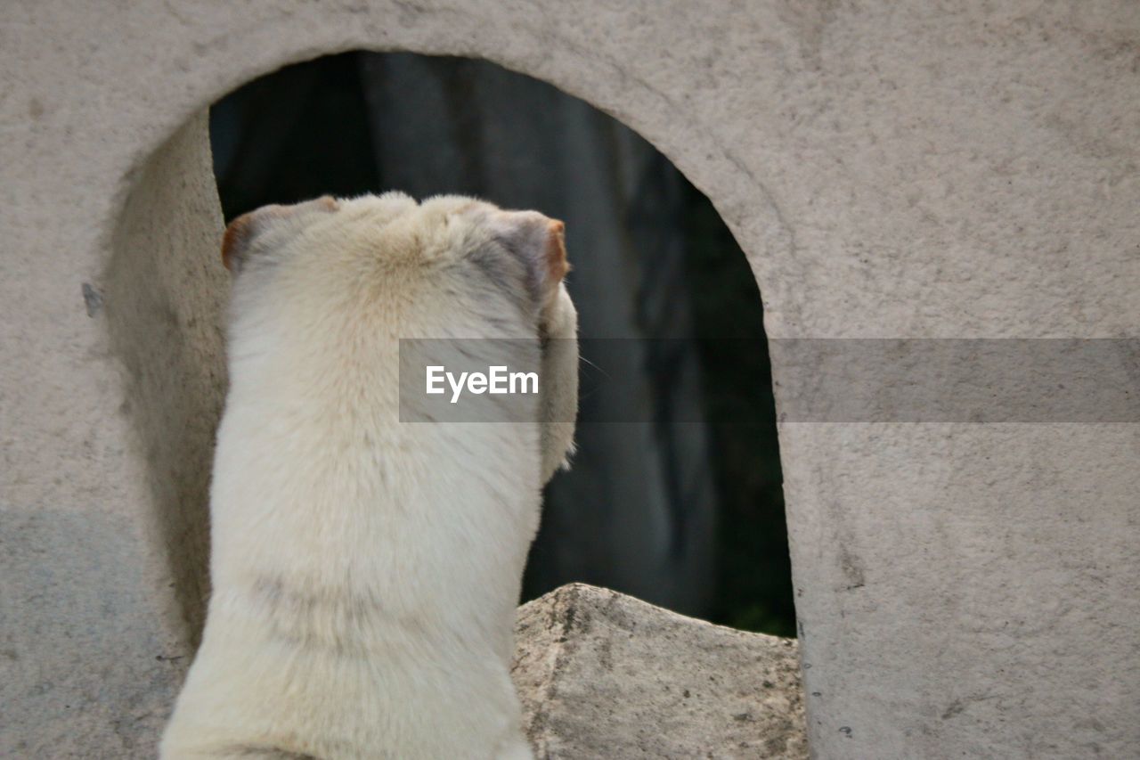 CLOSE-UP OF A CAT LOOKING THROUGH WALL