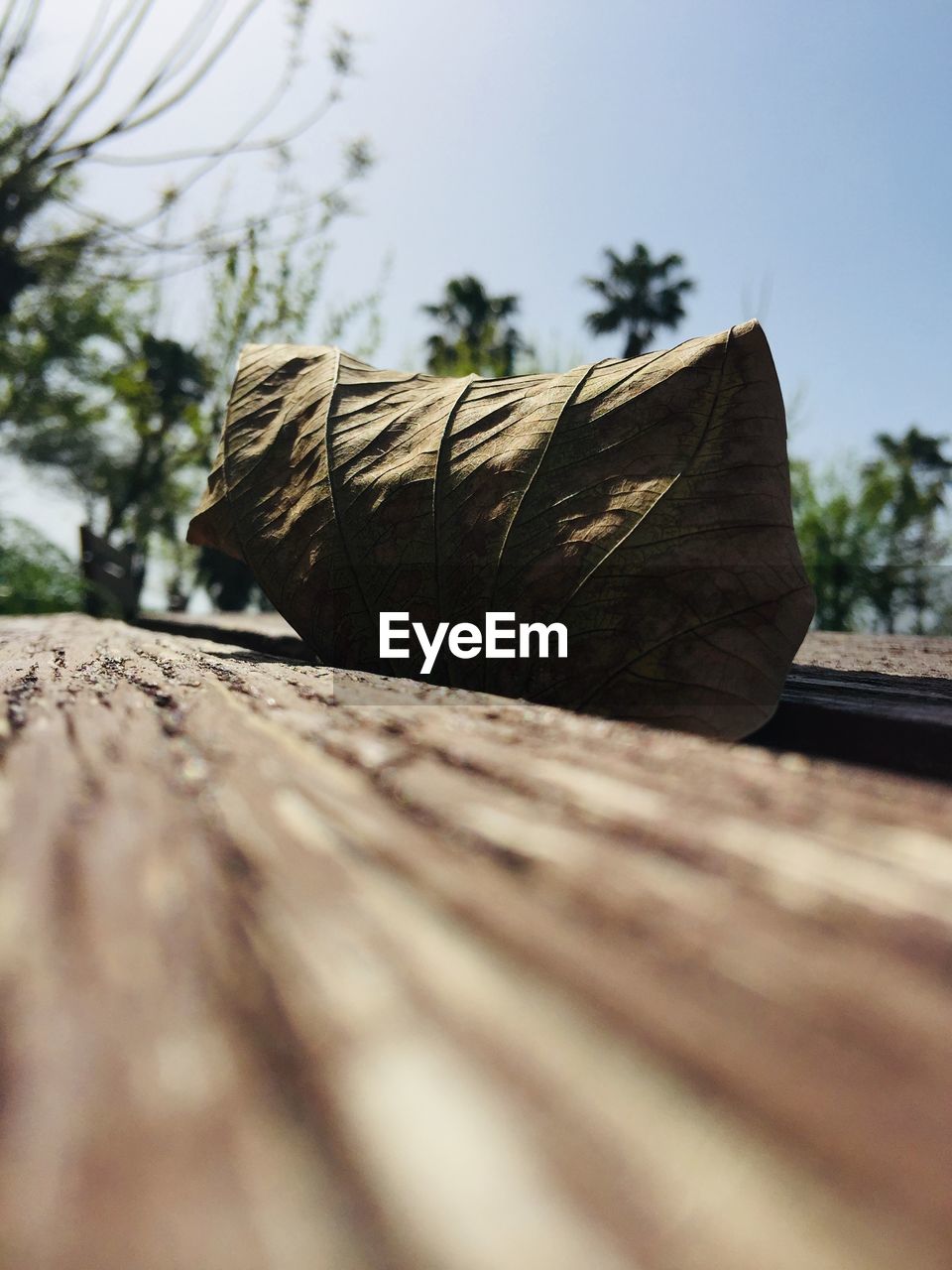 wood, tree, leaf, selective focus, nature, sunlight, no people, close-up, plant, day, sky, rock, outdoors, green, timber