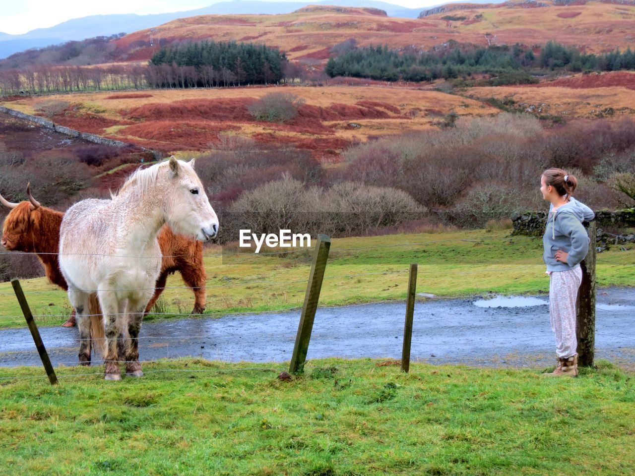 Side view of woman looking at domestic animals standing on field