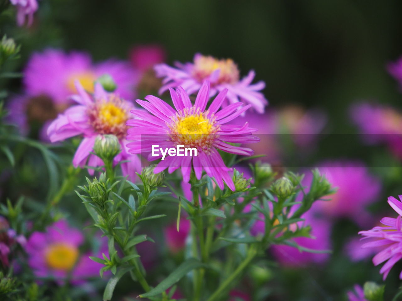 flower, flowering plant, plant, freshness, beauty in nature, close-up, nature, purple, pink, flower head, growth, fragility, aster, garden cosmos, petal, inflorescence, no people, meadow, macro photography, multi colored, selective focus, summer, medicine, wildflower, outdoors, magenta, botany, focus on foreground, garden, animal wildlife, yellow, plant part, food, day, food and drink, ornamental garden