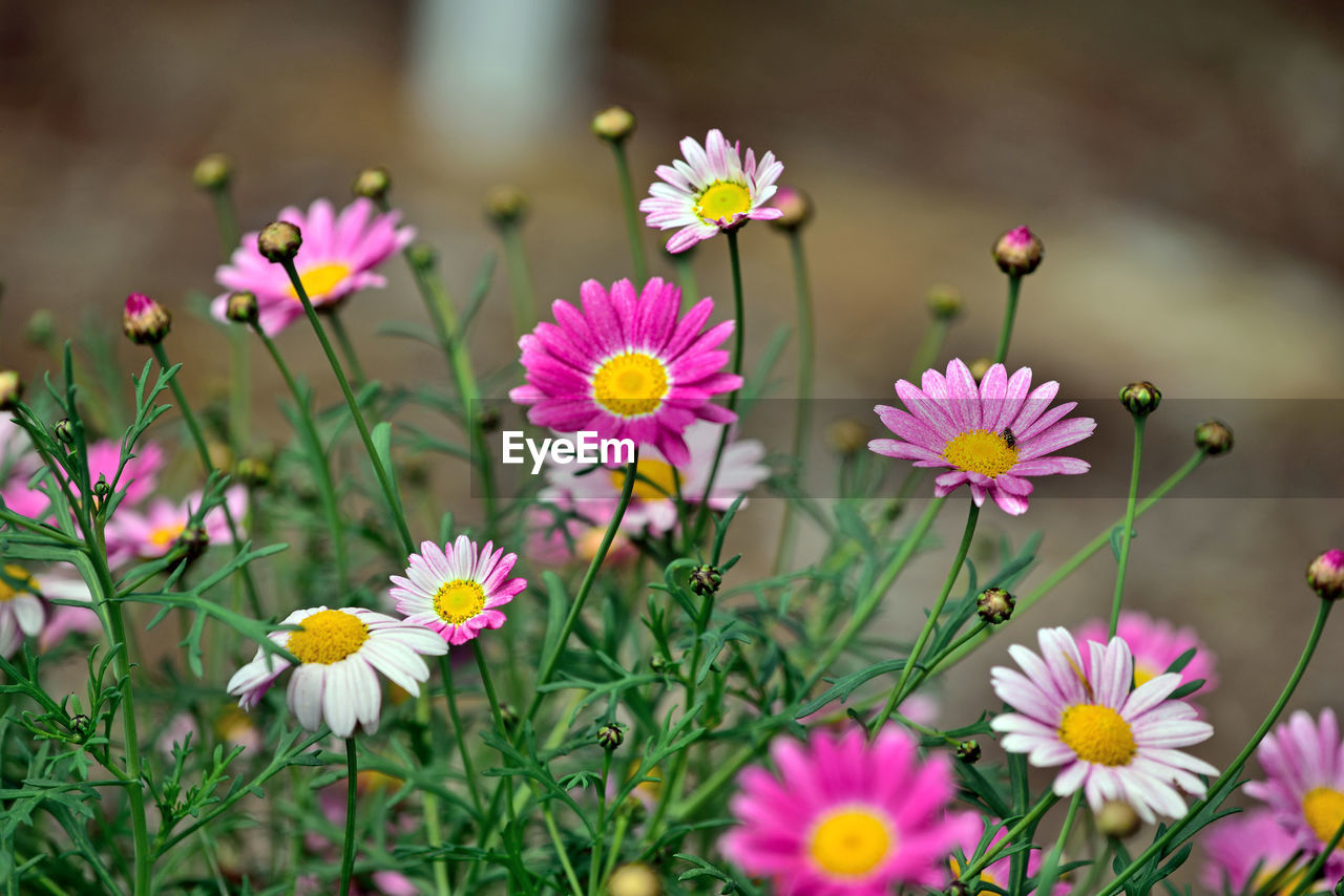 Close-up of pink flowering plants