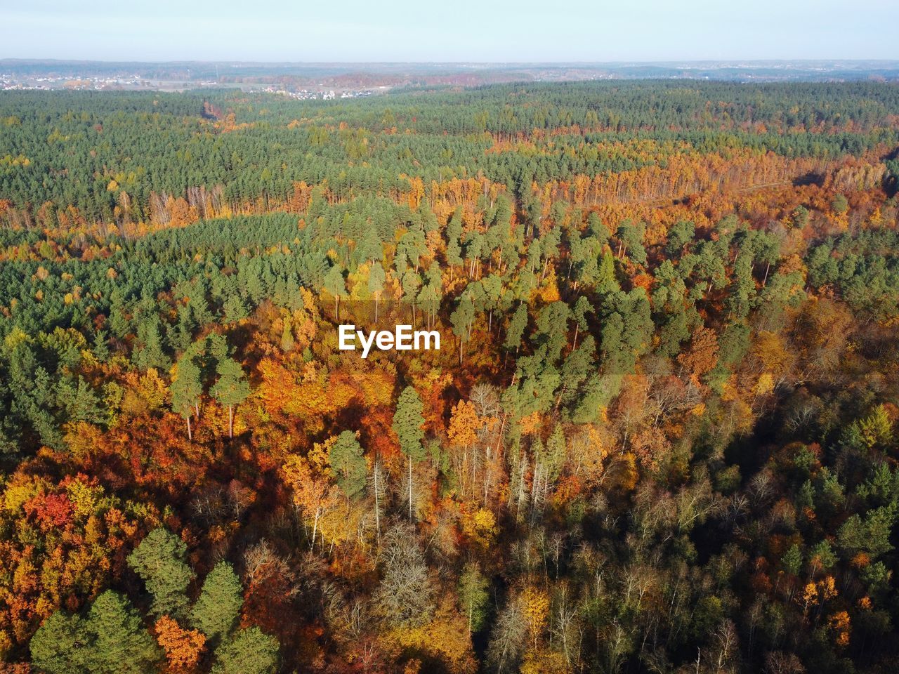 High angle view of trees and plants in forest