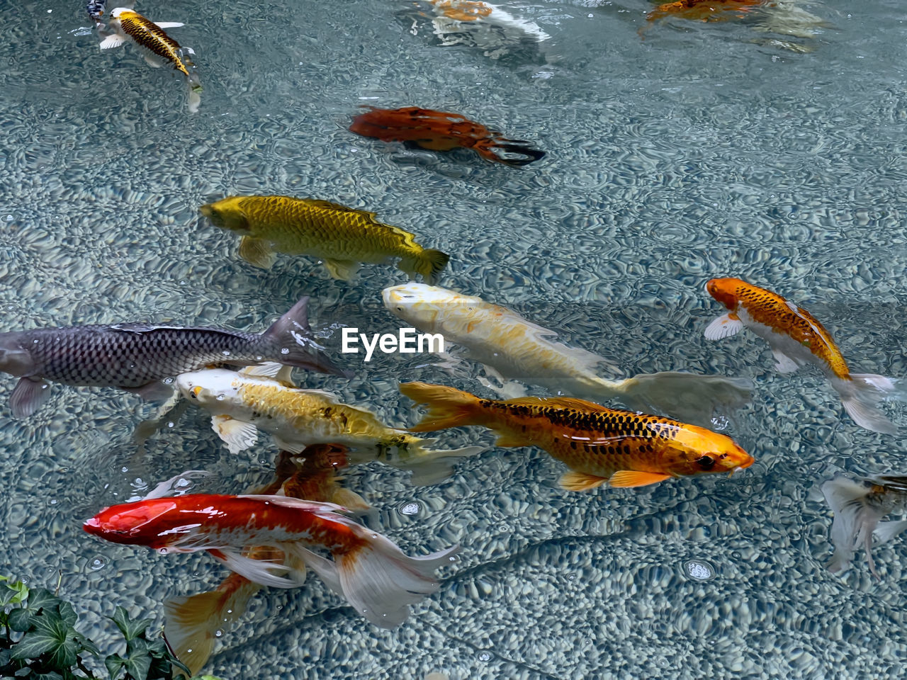 High angle view of fish swimming in sea