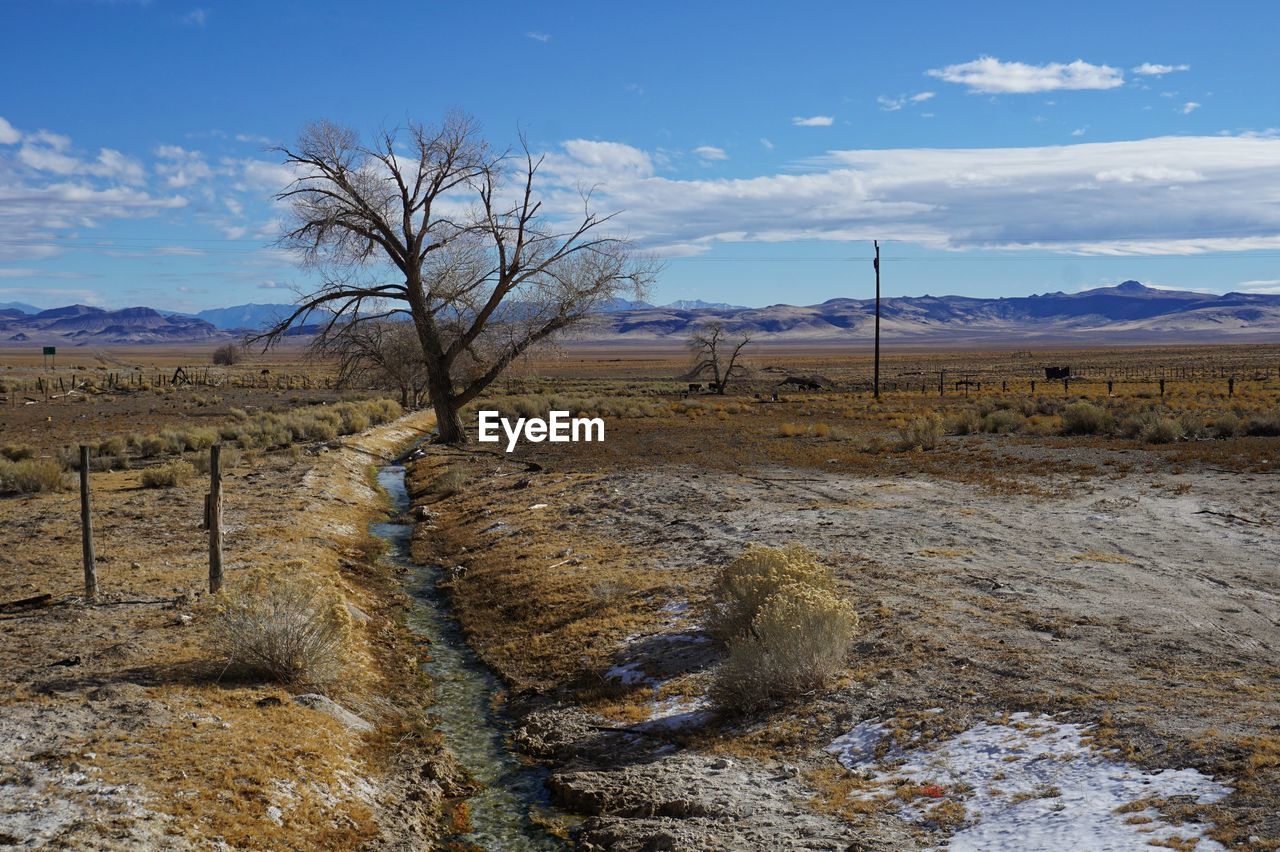 Stream from a hotspring running past a lonely dead tree in the desert.