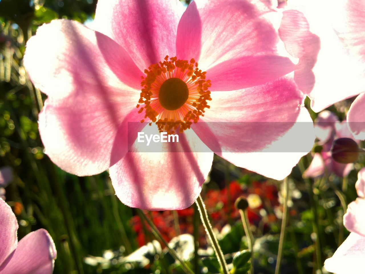 Close-up of pink flowers blooming outdoors