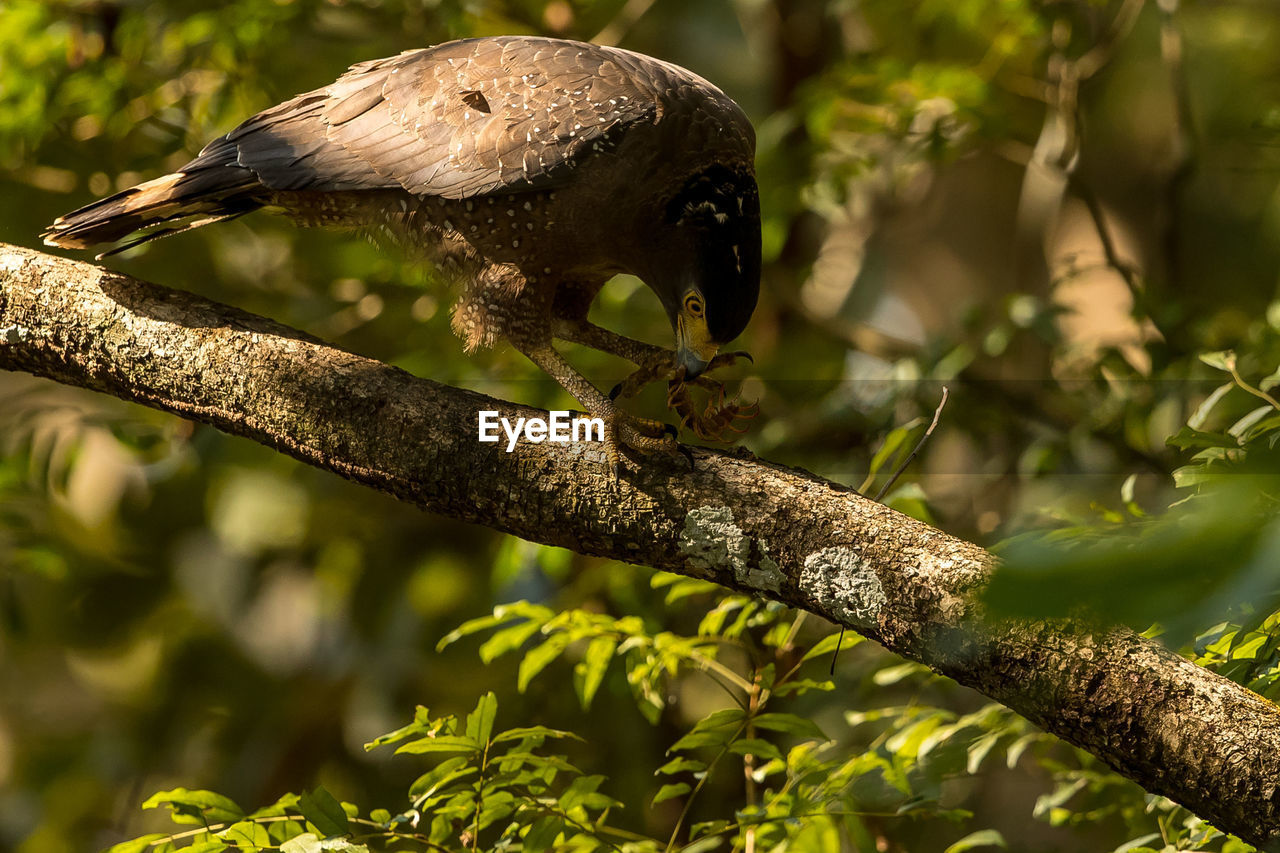 CLOSE-UP OF EAGLE PERCHING ON BRANCH