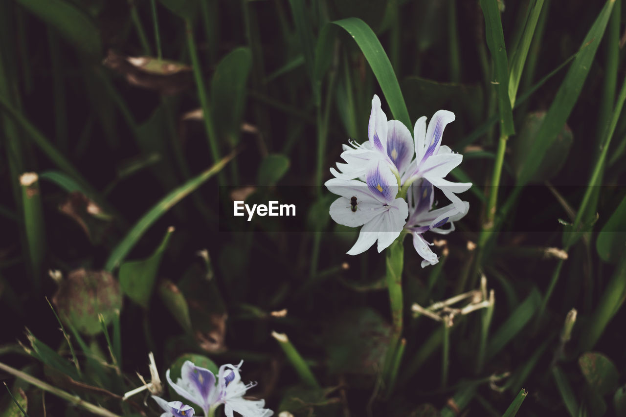 Close-up of purple flowering plant on field water lilies