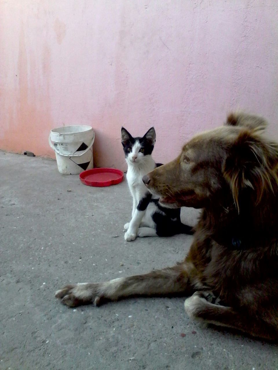 Stray dog and cat sitting against pink wall