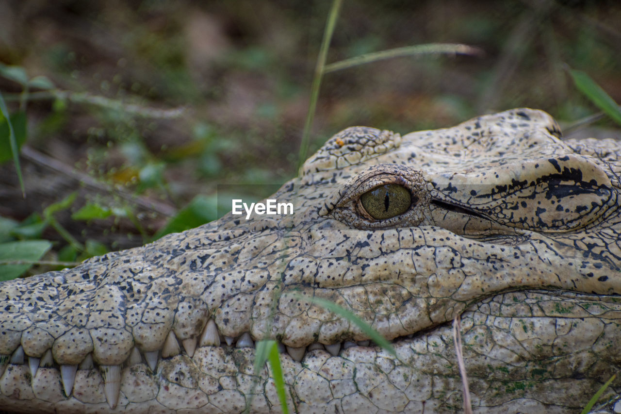 animal themes, animal, animal wildlife, one animal, crocodile, wildlife, reptile, alligator, animal body part, animal head, sign, nature, no people, warning sign, communication, close-up, teeth, water, portrait, animal teeth, animal eye, outdoors, animals hunting, eye, snout