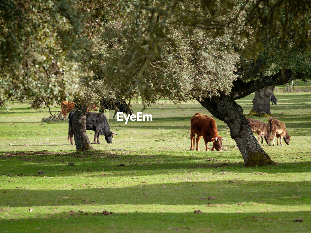 Cows grazing on field