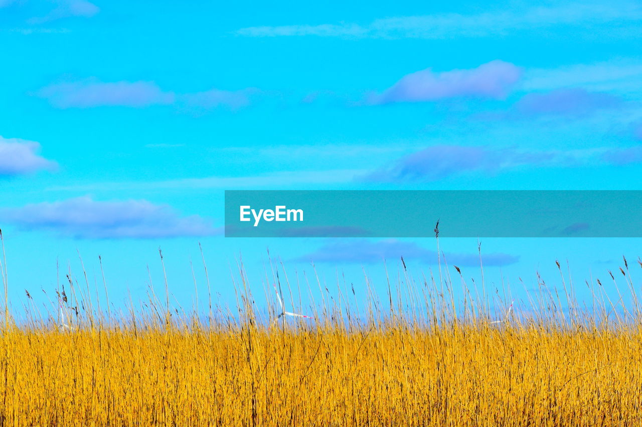 FIELD AGAINST SKY