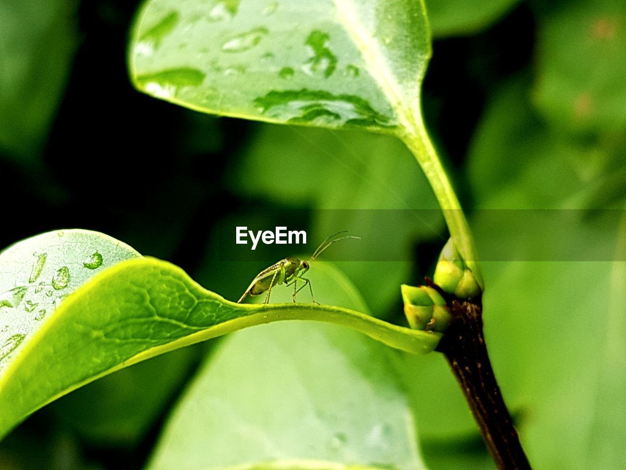 CLOSE-UP OF GRASSHOPPER ON PLANT