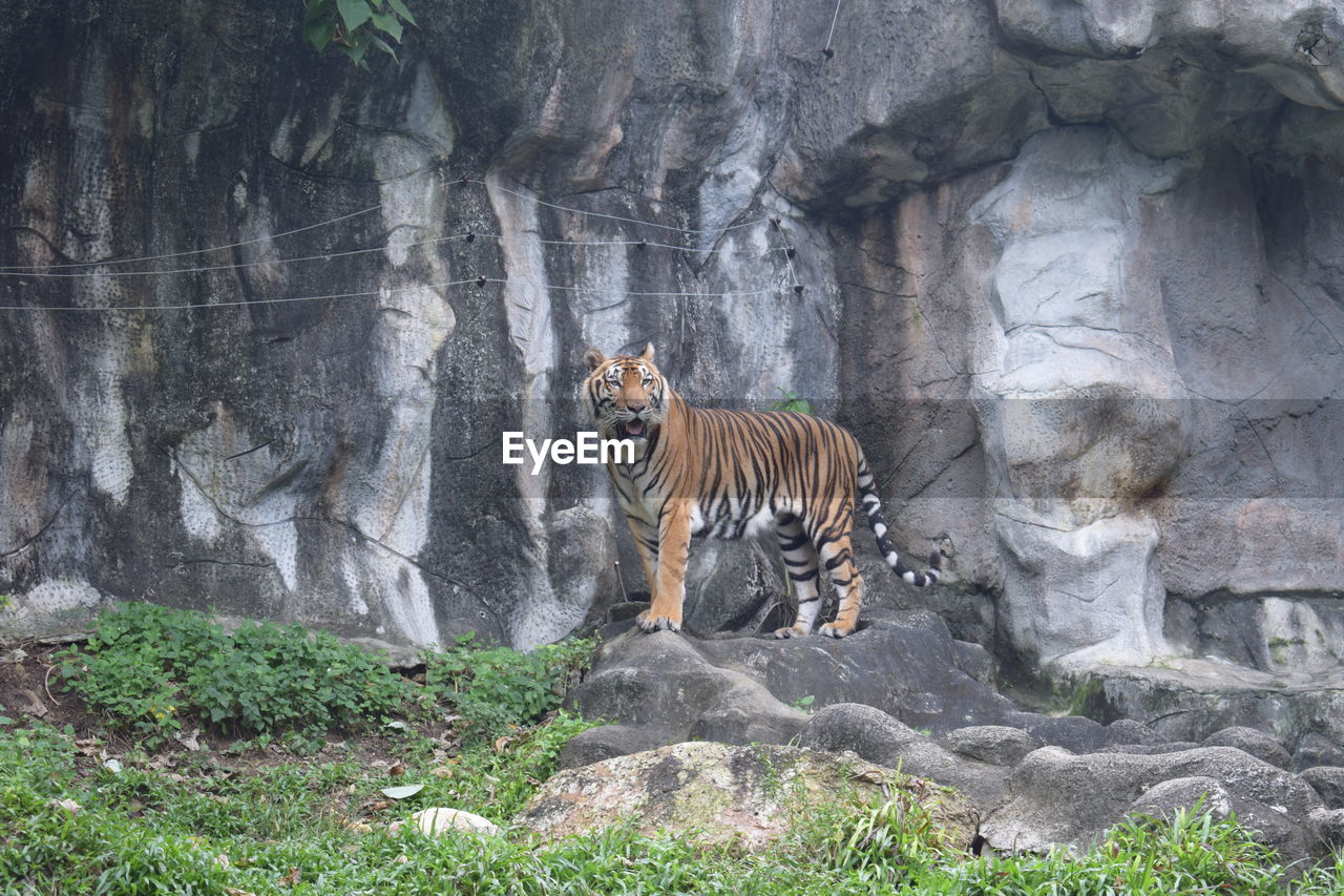 TIGER IN ZOO