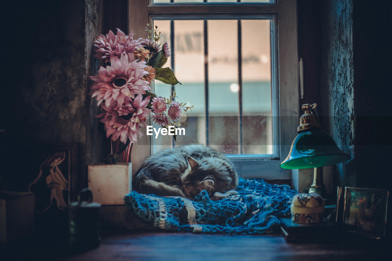 Cat sleeping by vase against window at home