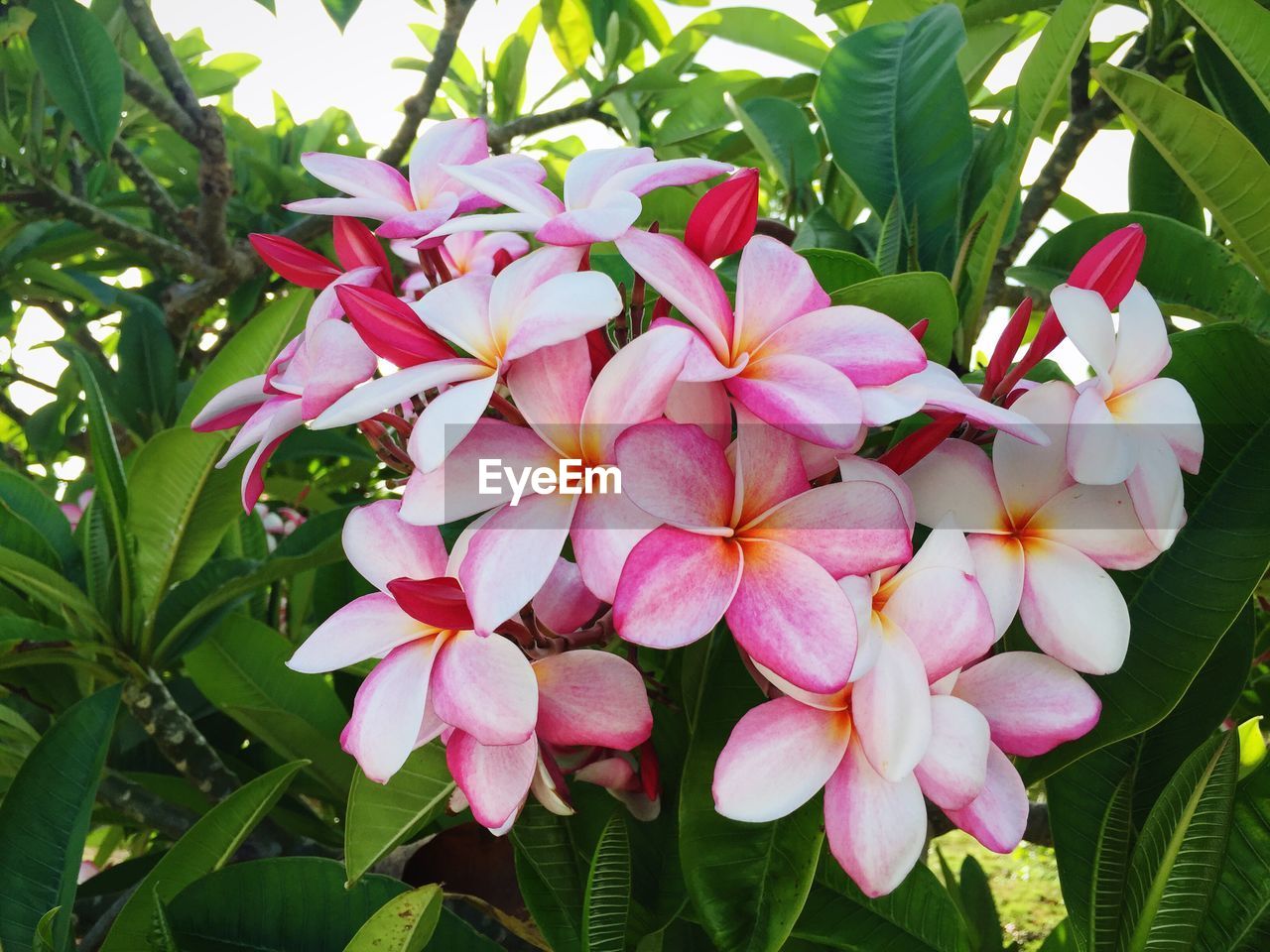 Close-up of pink flowers