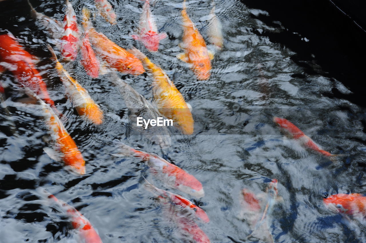 Close-up of koi fish in water