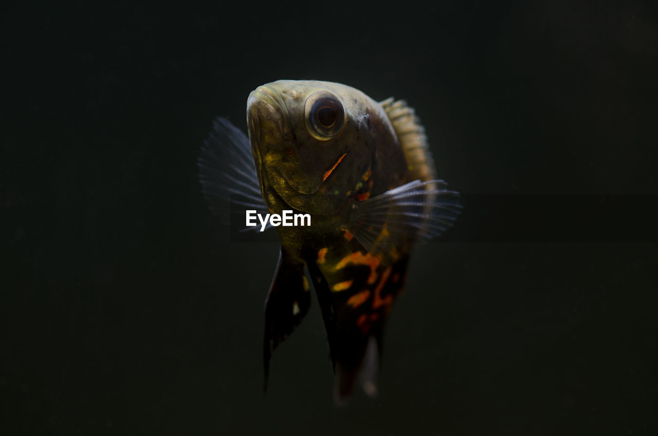 Close-up of fish against black background