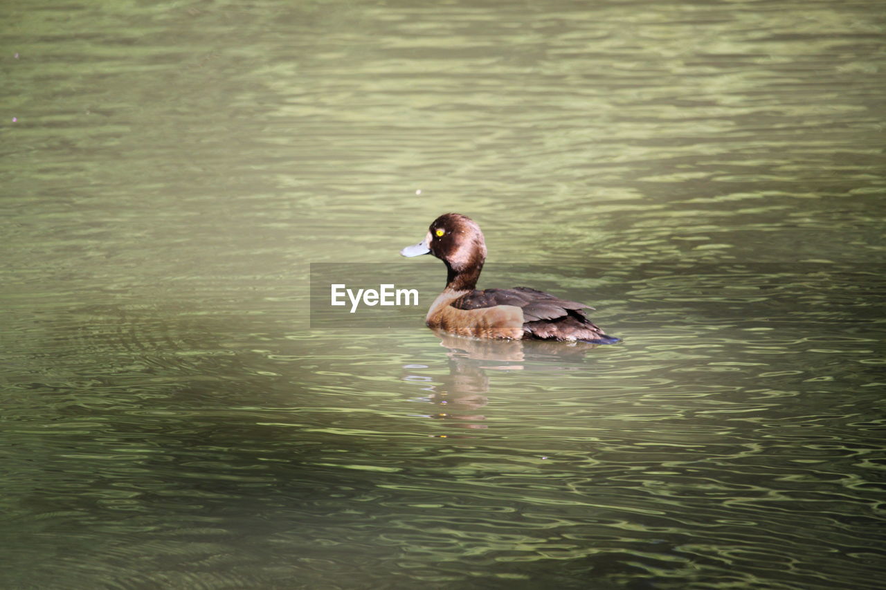 DUCKS SWIMMING IN A LAKE