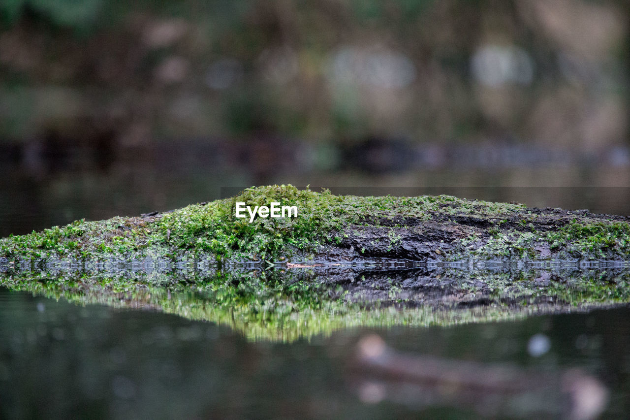 Close-up of moss covered wood at lake