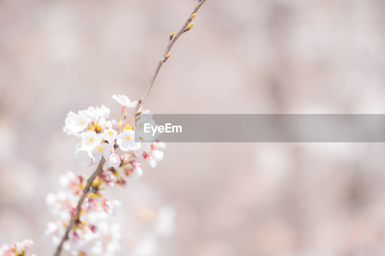 CLOSE-UP OF CHERRY BLOSSOMS ON TWIG