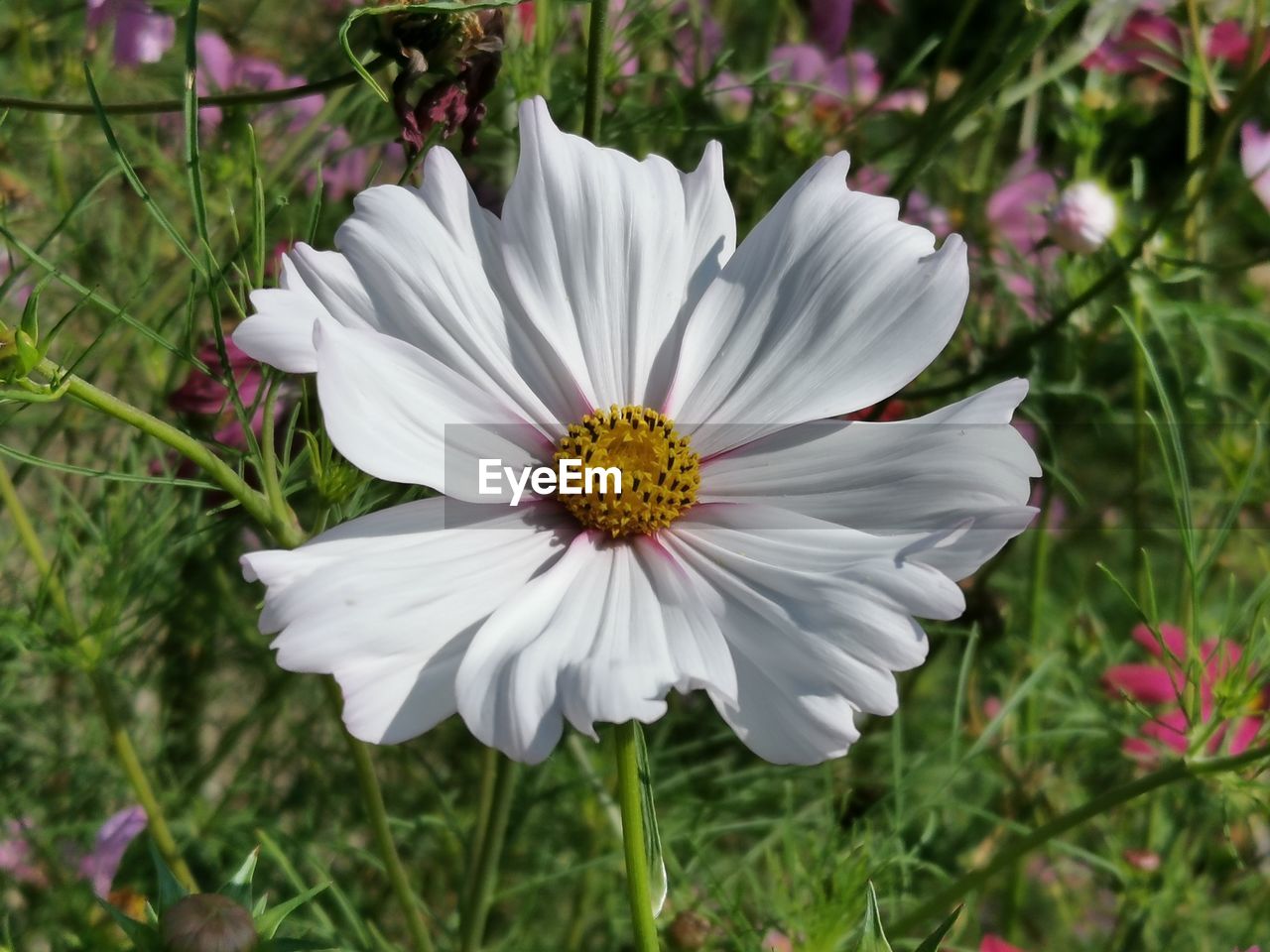 Close-up of white flower on field