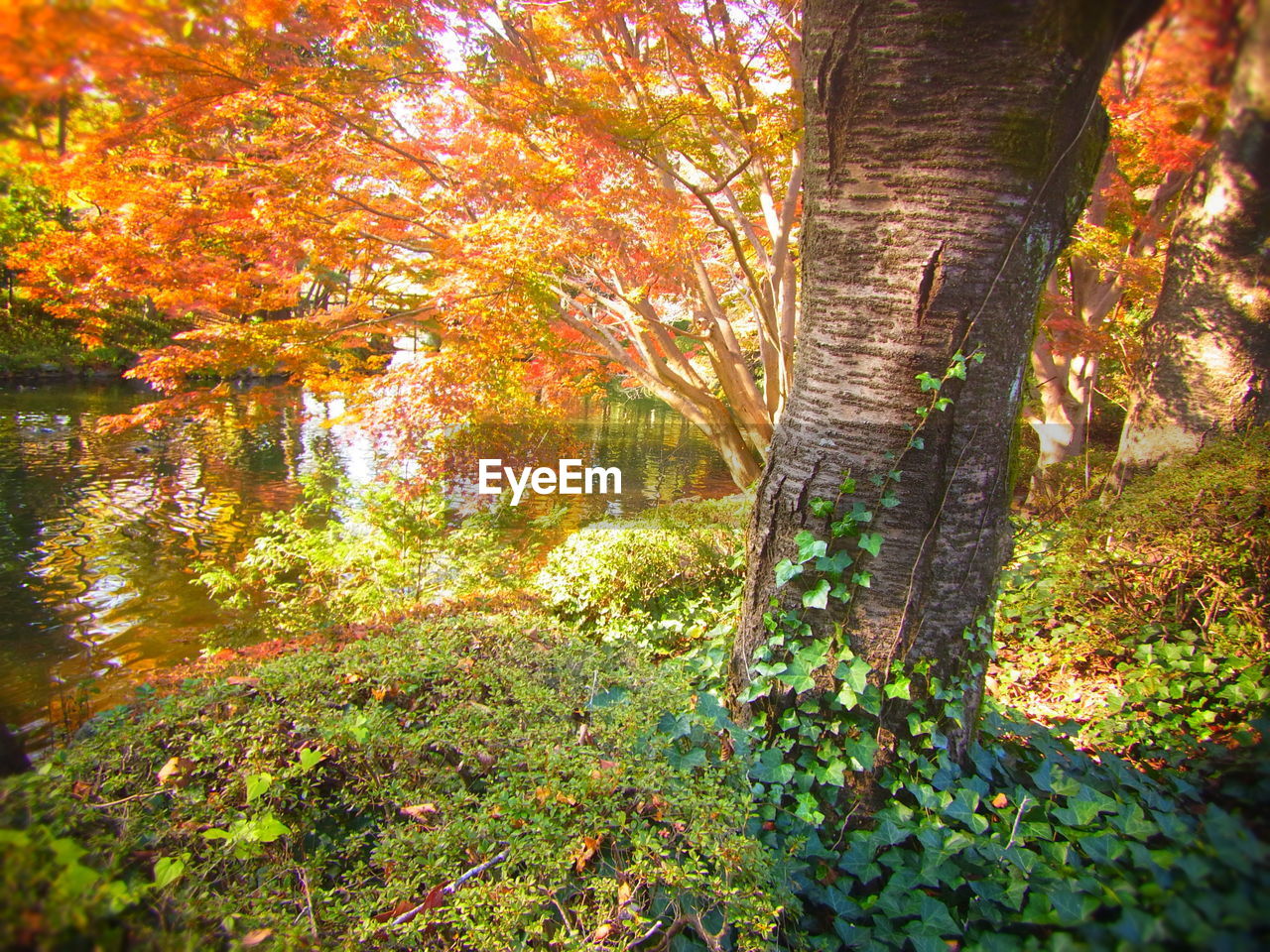 VIEW OF TREES IN FOREST