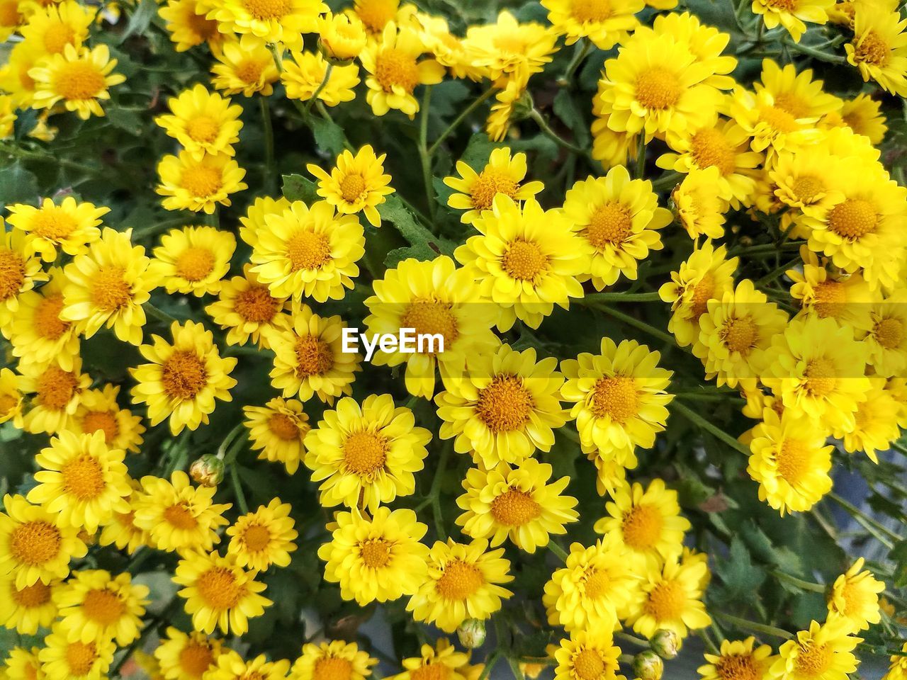 Close-up of yellow flowering plants