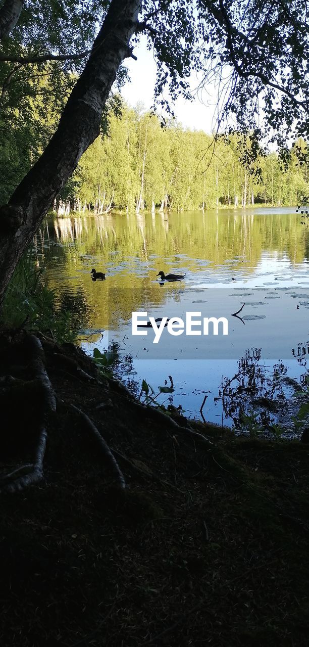 SCENIC VIEW OF LAKE