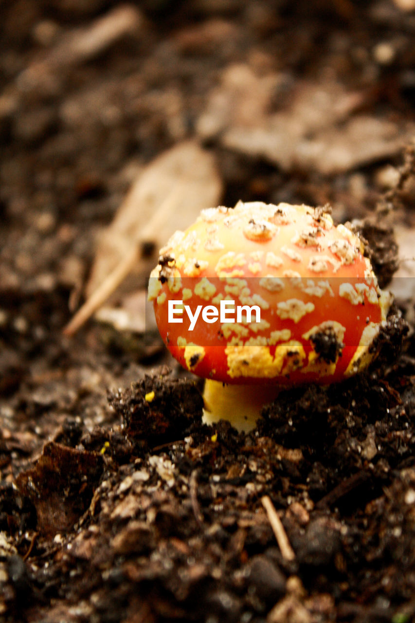 CLOSE-UP OF MUSHROOMS ON GROUND