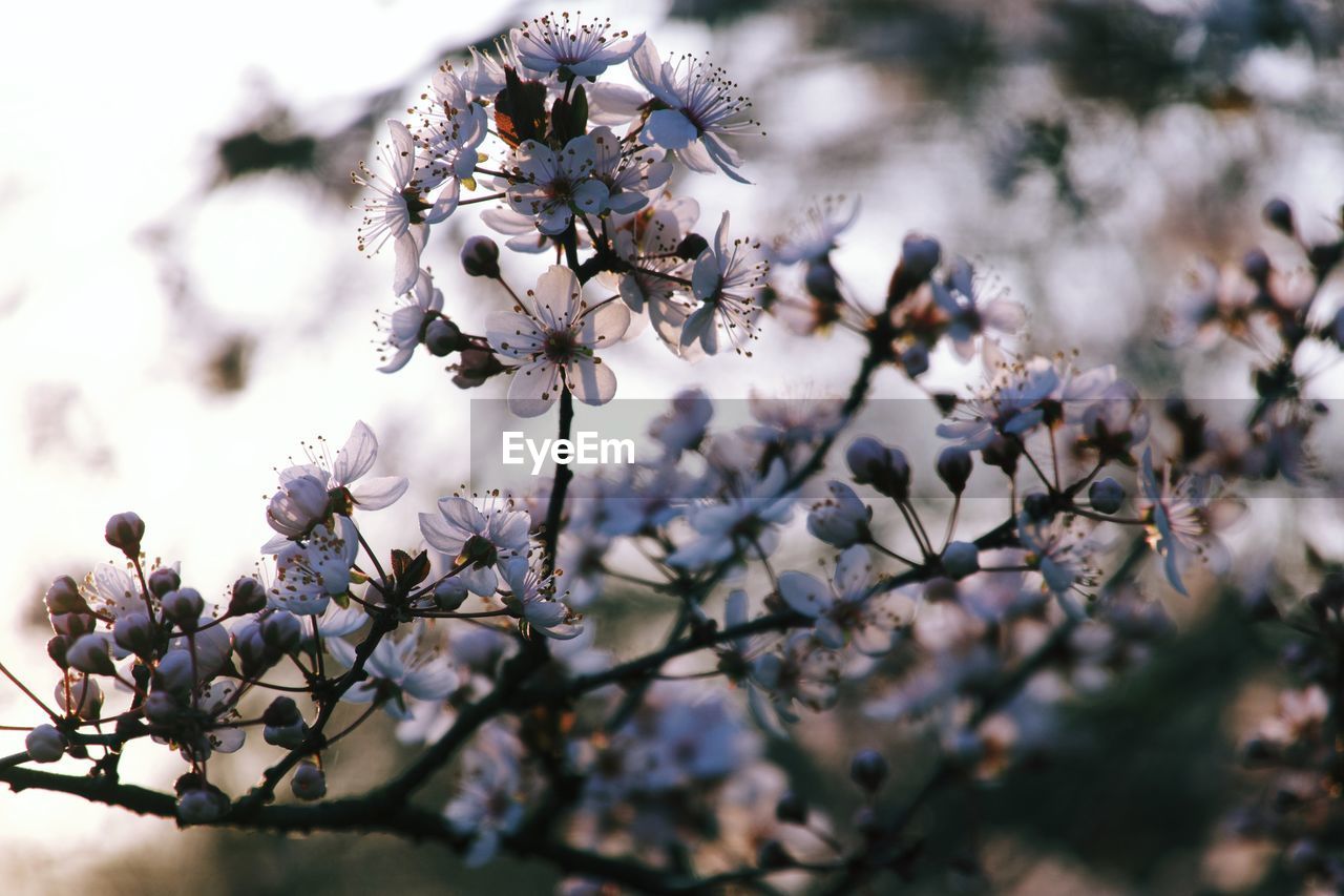 CLOSE-UP OF WHITE CHERRY BLOSSOMS ON TREE