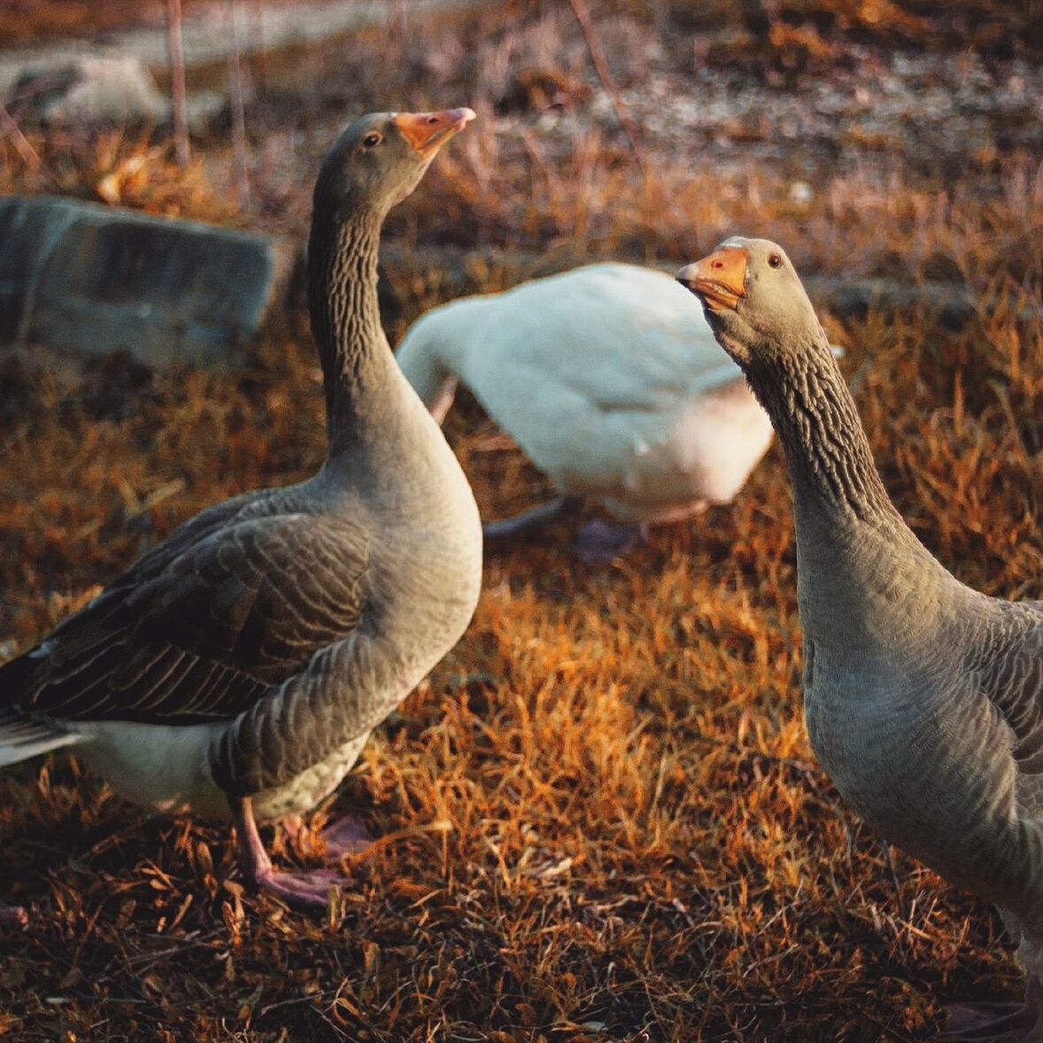 Close-up of gooses