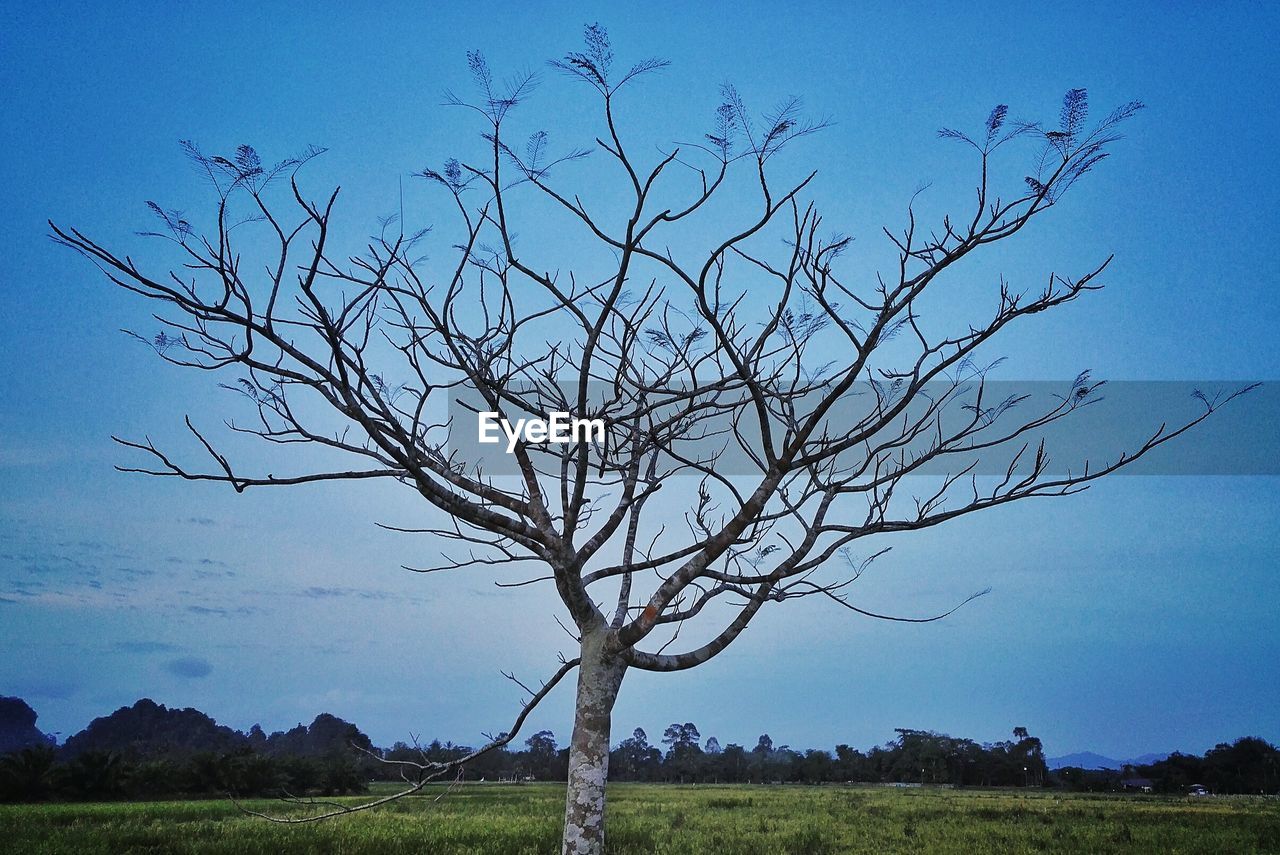 BRANCHES AGAINST SKY