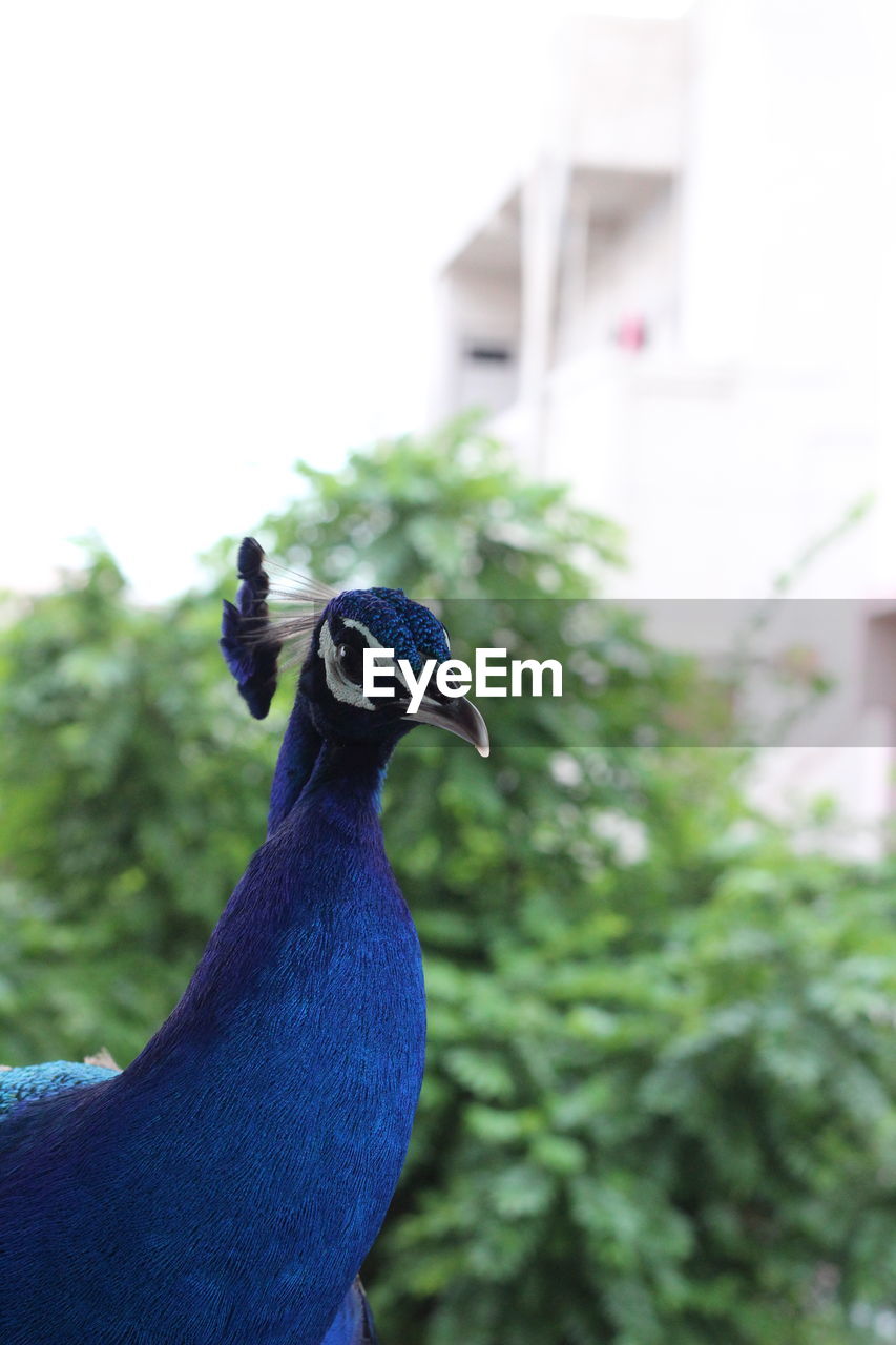 CLOSE-UP SIDE VIEW OF A BIRD AGAINST BLURRED BACKGROUND